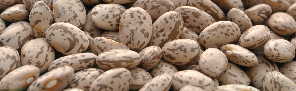 Researchers Find Pinto Beans Help Lower Cholesterol